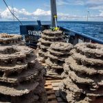 Dinamarca: Utilizan arrecifes de hormigón impreso 3D para recuperar ecosistemas marinos